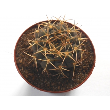 Gymnocalycium riojense