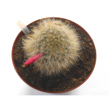 Mammillaria aurihamata