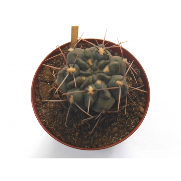 Gymnocalycium capillaense