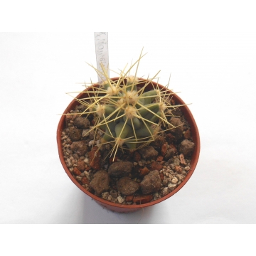 Ferocactus glaucescens