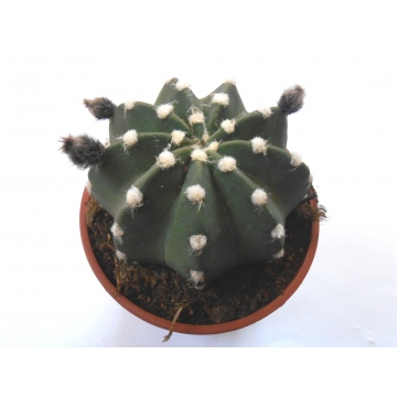 Echinopsis subdenudata