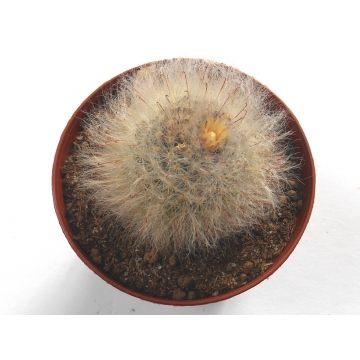 Mammillaria bocasana