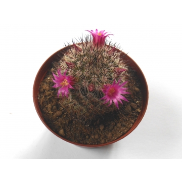 Mammillaria centraliplumosa