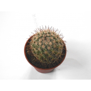 Mammillaria erythrocalyx