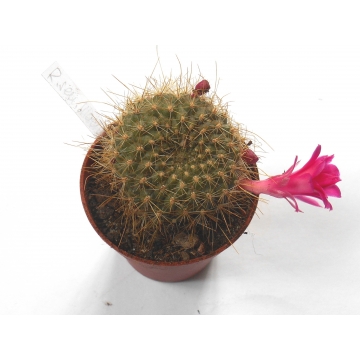 Rebutia senilis lilacinorosea