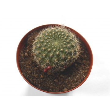 Rebutia binnewaldiana