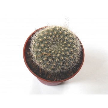 Rebutia senilis 