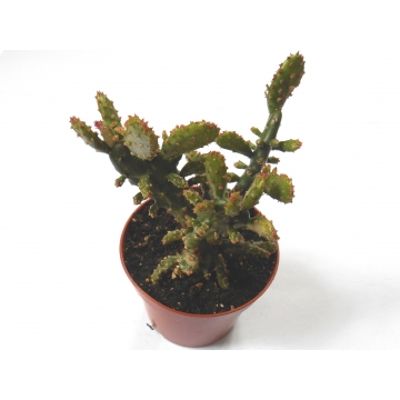Opuntia monacantha variegata