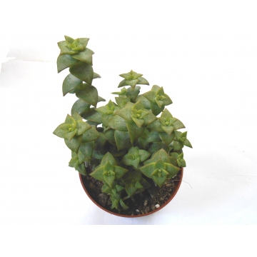Crassula perforata