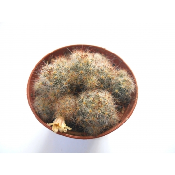 Mammillaria prolifera